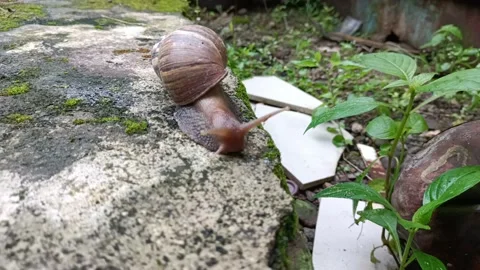 Snail crawling on the ground Stock Footage 202133717