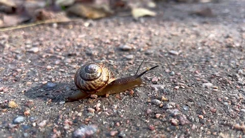 Snail crawling on the ground Stock Footage 252120978