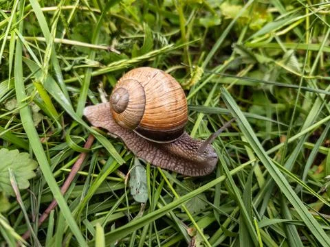 A snail crawling on the ground in the grass Stock Photos