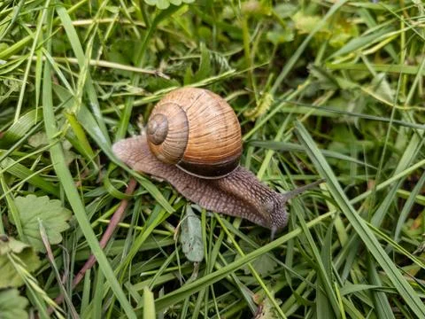 A snail crawling on the ground in the grass Stock Photos