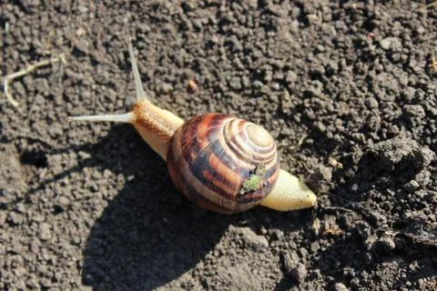 Snail crawling on the ground Stock Photos