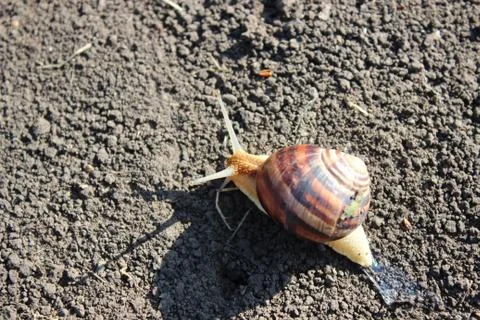 Snail crawling on the ground Stock Photos