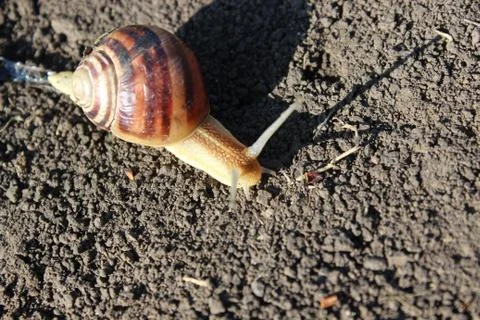 Snail crawling on the ground Stock Photos