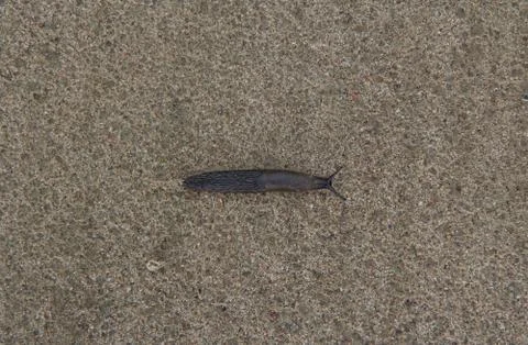 Snail crawling on the ground Stock Photos