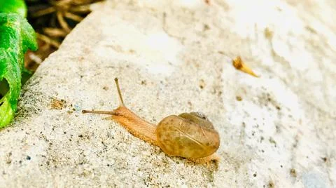 Snail crawling on the ground Foto stock