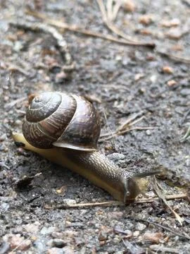A snail crawling on the ground. 库存照片