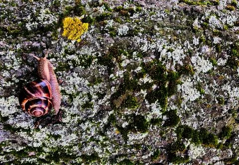 Snail crawling on a huge tree bark in a bright spring day after heavy rain Stock Photos