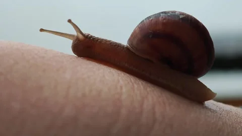 Snail crawling on human skin Vidéo 315358047
