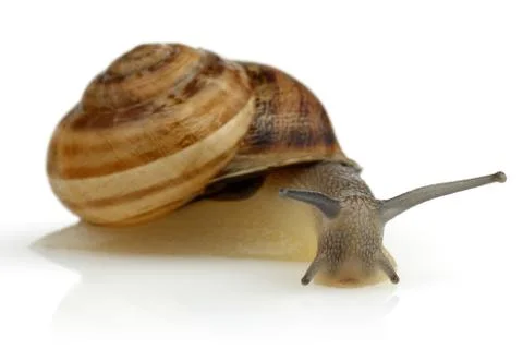 Snail crawling isolated on white Stock Photos