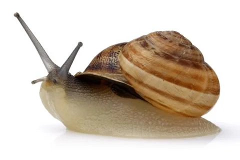 Snail crawling isolated on white Stock Photos