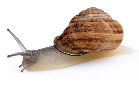Snail crawling isolated on white Stock Photos