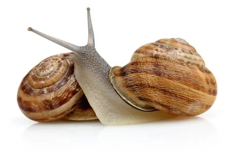 Snail crawling isolated on white Stock Photos