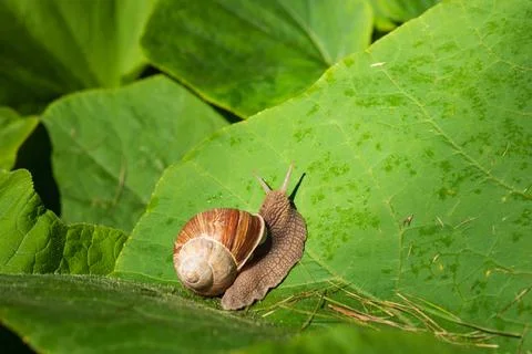 Snail crawling on a leaf, capturing nature, calmness, and fine details Stock Photos