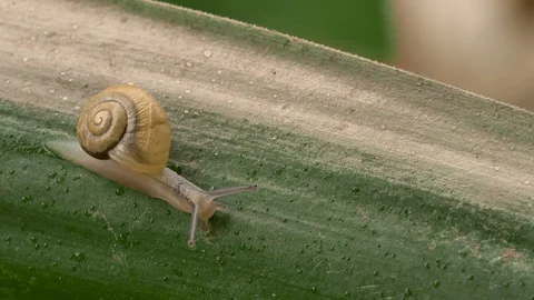 A snail crawling on a leaf. Faster macro shooting. Stock-Footage 130028989
