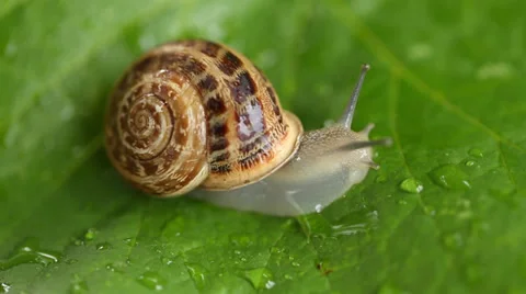 Snail crawling on a leaf Stock Footage 28319650