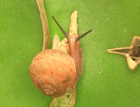Snail crawling on a leaf Video stock 49031274