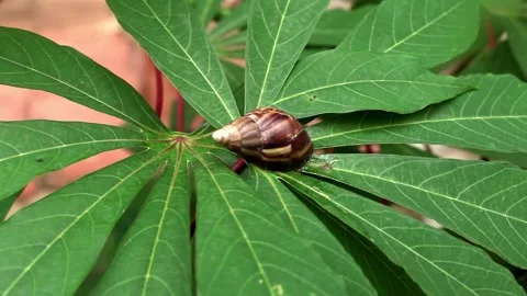 A snail crawling on a leaf Stock Footage 257343201