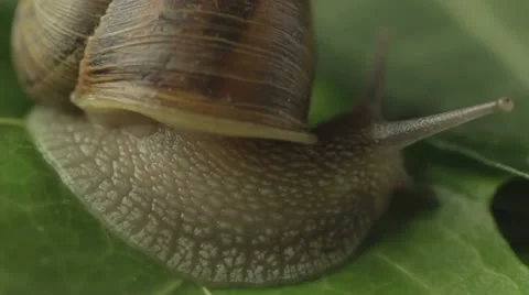 Snail Crawling on Leaf Macro Vídeos de archivo 11235714