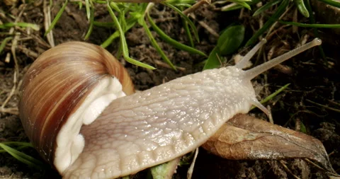 Snail crawling on the leaf. Macro. Moving tentacles. Snail in natural habitat Video stock 220961341