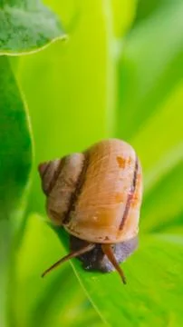 Snail crawling on leaf. Stock Photos