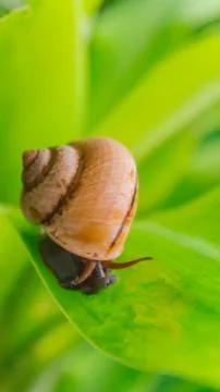 Snail crawling on leaf. Stock Photos