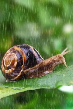 Snail crawling on leaf with rain and green background Stock Photos