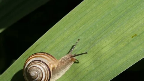 Snail Crawling On Leaflet 1 Stock Footage 76716011