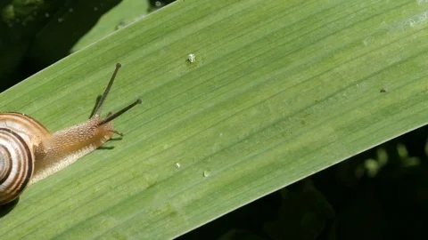 Snail Crawling On Leaflet 2 Stock Footage 76716971