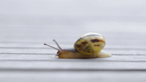 Snail Crawling Left Out Of Frame Stock Footage 177300401