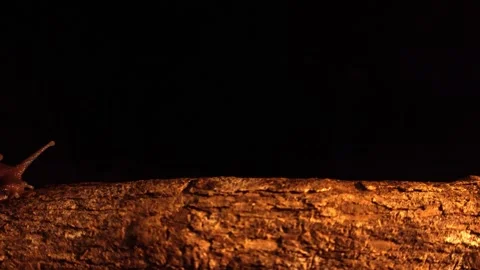 Snail crawling from left to right on tree branch at night 库存影片 273682288