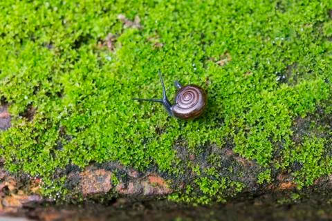 Snail crawling on the lichen Stock-Fotos