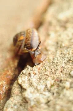 Snail crawling on a light stone Stock Photos