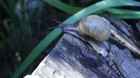 Snail Crawling On A Log 動画素材 63111325