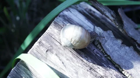 Snail Crawling On A Log Stock Footage 63111328