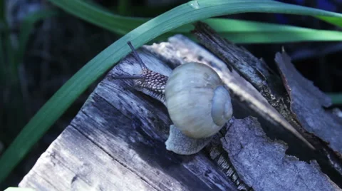 Snail Crawling On A Log 動画素材 63111333