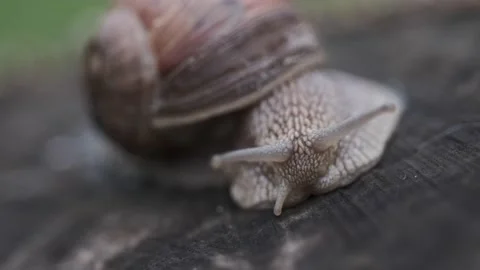 Snail crawling macro Stock Footage 136047475