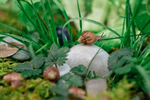 Snail crawling on moss and move their eyes Stock Photos