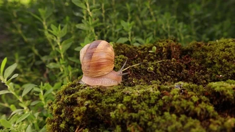 Snail crawling on moss in garden. it secretes mucus material that helps it glide Video stock 159811019