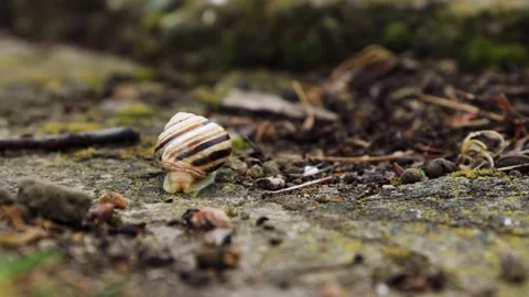 Snail Crawling on Mossy Pavement Stock Footage 308358003