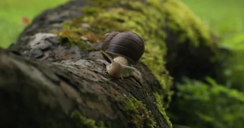 Snail crawling on a mossy tree stump Stock Footage 279466954