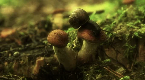 Snail crawling on a mushroom 스톡 동영상 40155929