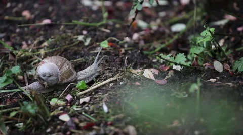 Snail crawling in nature Stock Footage 54923386