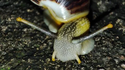 Snail crawling at night #2 写真素材