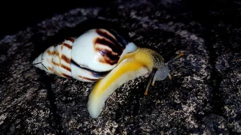 Snail crawling at night #3 写真素材