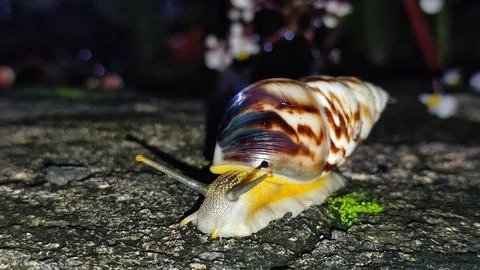 Snail crawling at night 写真素材