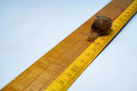 Snail crawling on numbered ruler Stock Photos