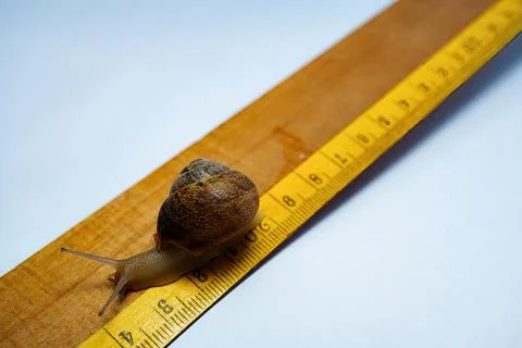 Snail crawling on numbered ruler Stock Photos