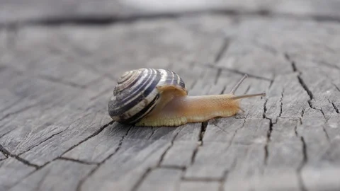 Snail crawling on an old stump. Close-up. 動画素材 129850850