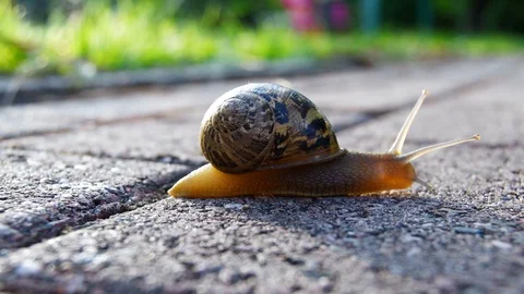 Snail crawling outdoor Stock-Footage 113745096