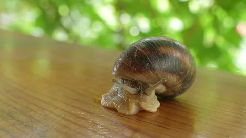Snail Crawling Outdoors Stock Footage 89986678